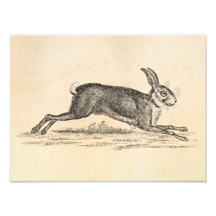 Impression Photo Illustration du lapin lapin lièvre vintage des ann
