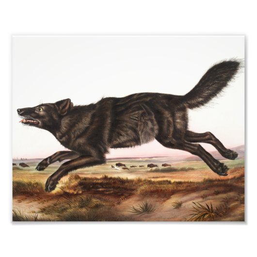 Impression Photo Illustration du loup noir américain (Canis lupus) (Devant)