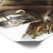 Impression Photo Illustration du raton laveur (Procyon lotor) (Coin)