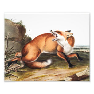 Impression Photo Illustration du Renard rouge américain (Vulpes Ful