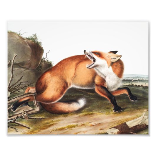 Impression Photo Illustration du Renard rouge américain (Vulpes Ful (Devant)