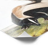 Impression Photo Illustration LargeTail Skunk Mephitis macroura (Coin)