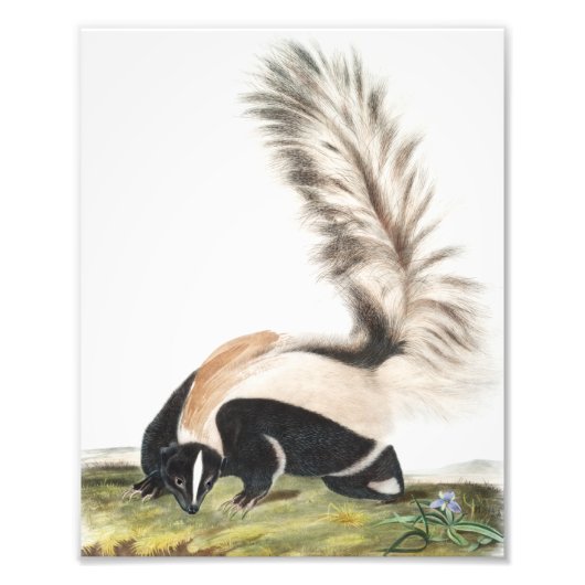 Impression Photo Illustration LargeTail Skunk Mephitis macroura (Devant)