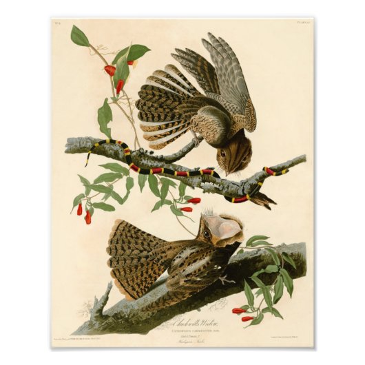 Impression Photo Illustration vintage Audubon Chuck Wills Widow (Devant)