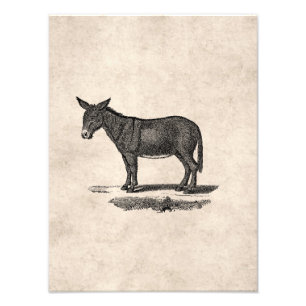 Impression Photo Illustration vintage d'âne - ânes 1800's