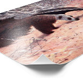 Impression Photo Illustration Vintage d'Anteater géant. (Coin)