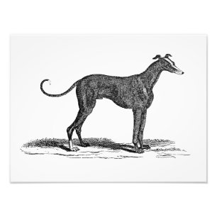 Impression Photo Illustration vintage de chien de lévrier de 1800s