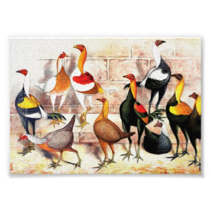 Impression Photo Illustration vintage "de coqs nains de jeu"