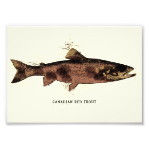 Impression Photo Illustration Vintage de truite rouge du Canada