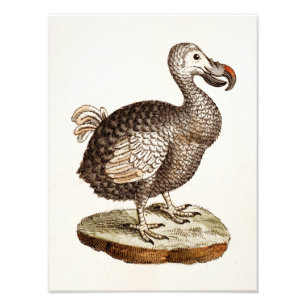 Impression Photo Illustration vintage Dodo Bird 1700s Dodo Birds