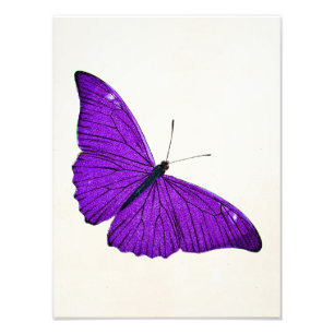 Impression Photo Illustration vintage papillon violet foncé 1800
