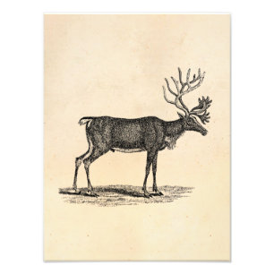 Impression Photo Illustration vintage Reindeer - Noël des années 18