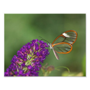 Impression Photo Ils m'appellent Clear Wing