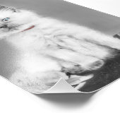Impression Photo Image de chaton mignon (Coin)