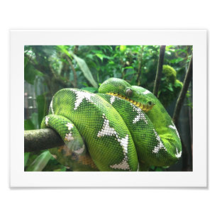 Impression Photo Image de serpent