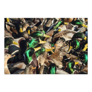 Impression Photo Image des canards dans une foule