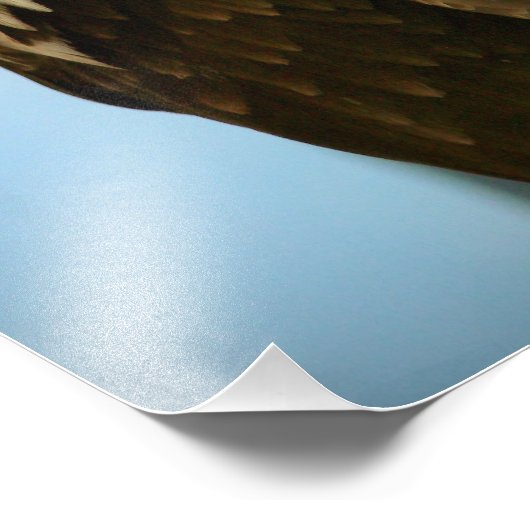 Impression Photo Image d'oiseau (Coin)