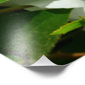 Impression Photo Image macro d'un Rose cherokee (Coin)