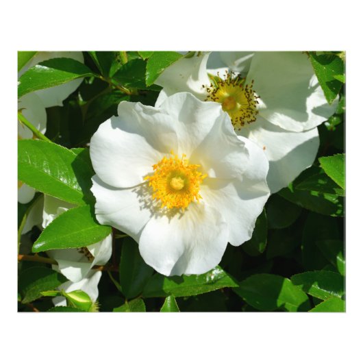 Impression Photo Image macro d'un Rose cherokee (Devant)