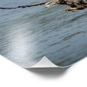 Impression Photo Immature Bald Eagle plongée pour un poisson (Coin)