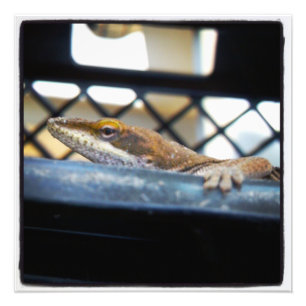 Impression Photo Imprimantes couleur Lizard d'oignon vert