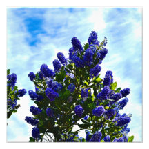 imprimé Ceanothus