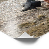 Impression Photo Imprimer le grizzli et le corbeau (Coin)