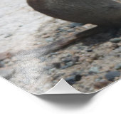 Impression Photo Imprimer l'écureuil terrestre (Coin)