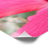 Impression Photo Imprimer l'Hibiscus rose (Coin)