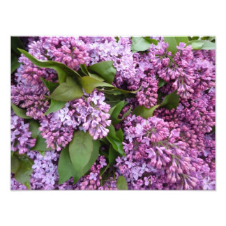 Impression Photo IMPRIMER - Lilacs au printemps - France