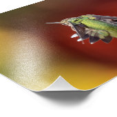 Impression Photo Imprimer l'impression de l'étirement des colibris (Coin)