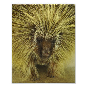 Impression Photo Imprimer Porcupine Texas Cute