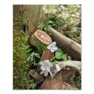 Impression Photo Imprimer une scène de forêt de 8 x 10 po
