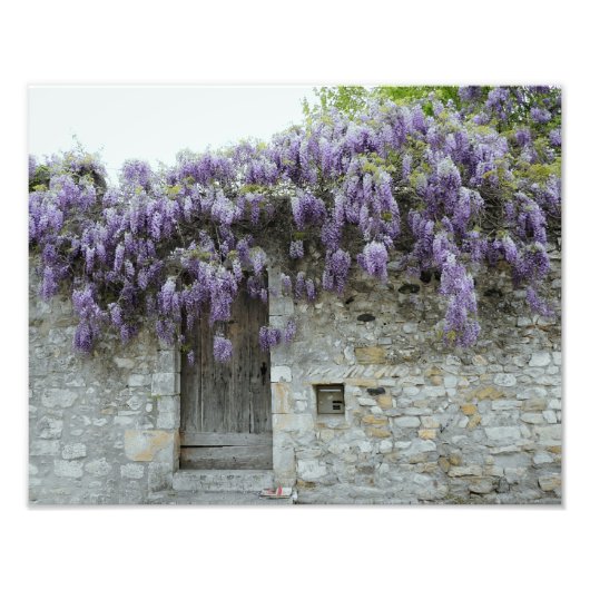 Impression Photo IMPRIMER - Viviers de la Wisteria France (Devant)