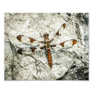 Impression Photo Insectes de la nature des libellules
