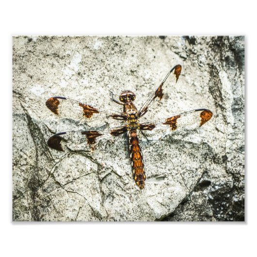 Impression Photo Insectes de la nature des libellules (Devant)