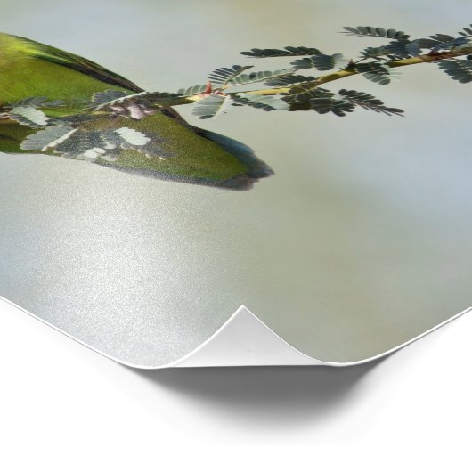 Impression Photo Inséparable à visage rose sur une branche (Coin)