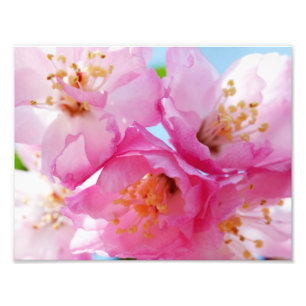 Impression Photo Inspiration rose de pétale