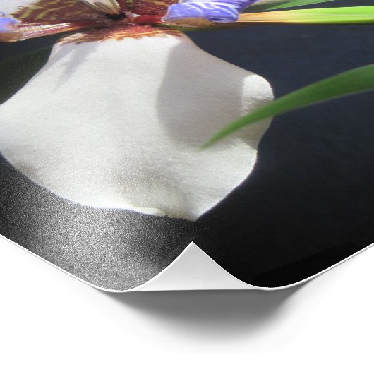 Impression photo Iris (Coin)