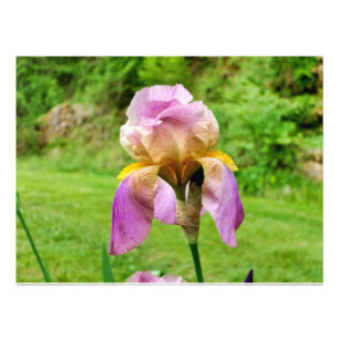 Impression Photo Iris à poils