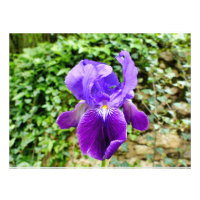 Iris barbu