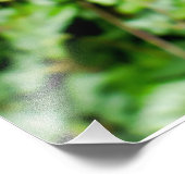 Impression Photo Iris barbu (Coin)