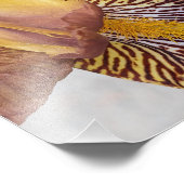 Impression Photo Iris barbu floral jaune et violet (Coin)