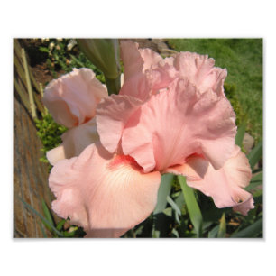 Impression Photo Iris barbu rose