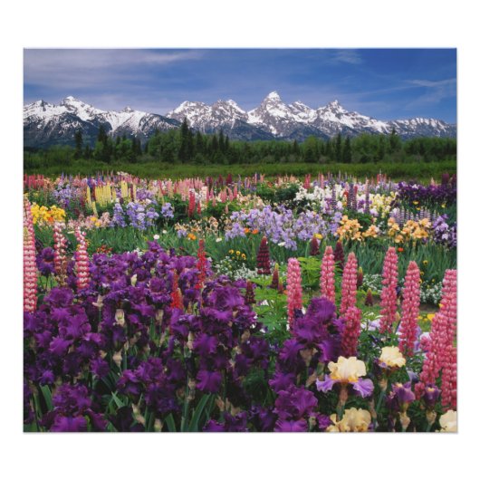 Impression Photo Iris et Lupine jardin et Teton Range, (Devant)