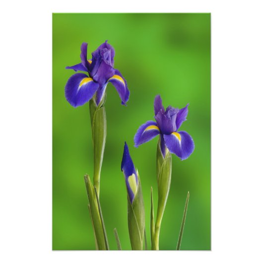 Impression Photo Iris flowers (Devant)