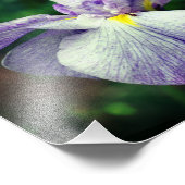 Impression Photo Iris Japonais Violet Fleur Déployée 8x10 (Coin)