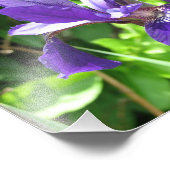 Impression Photo Iris pourpre (Coin)