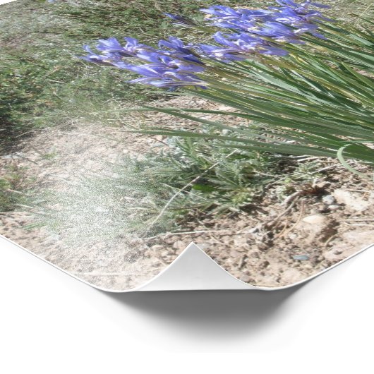 Impression Photo Iris sauvage (Coin)