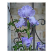 Impression photo Iris violet (Devant)